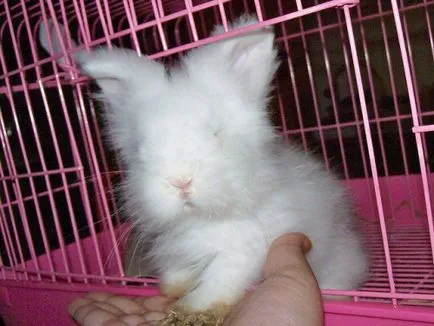 Angora hrănire iepure, îngrijire, reproducere