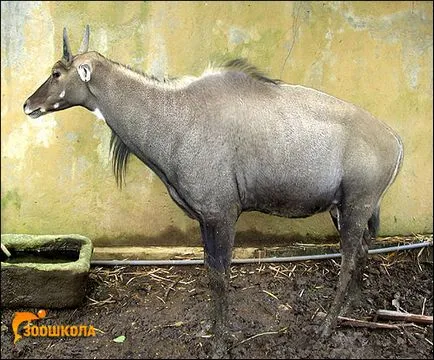 Antilop, gazella duiker pronghorn saiga szarvak Goral viselkedés nilgau élőhely