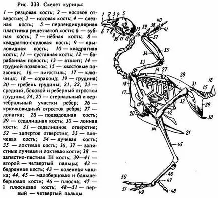 апарат за движение