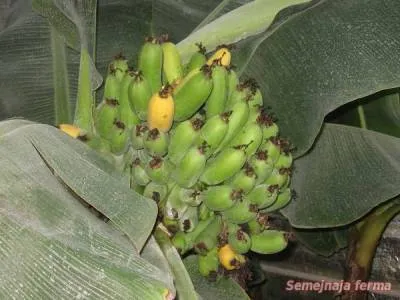 Banana - grădină de iarnă - flori - o bibliotecă - o fermă de familie