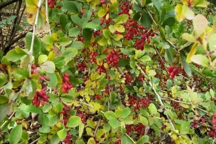 Berberis vulgaris hasznos tulajdonságok, termesztés és karbantartás