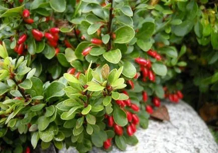 Berberis vulgaris hasznos tulajdonságok, termesztés és karbantartás