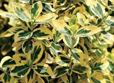 Euonymus често срещаните видове растения