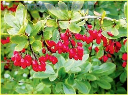 Berberis vulgaris, fotó, leírás, termesztés, gondozás, használata