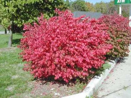 Euonymus често срещаните видове растения