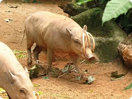 Baku cușer forum carne de porc