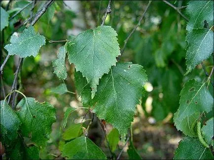 ulei de mesteacăn, tratament cu ulei de mesteacăn