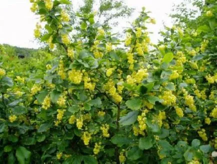 Berberis vulgaris hasznos tulajdonságok, termesztés és karbantartás