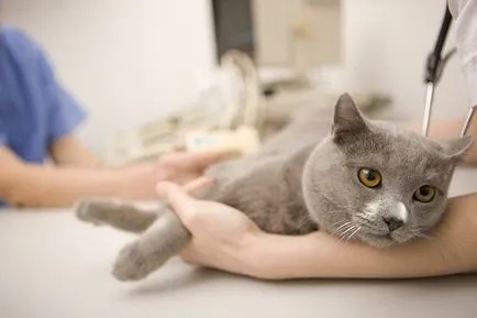 Болести котки как да се определи това, което животното не е здравословно