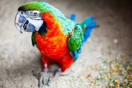 Голям папагал какво порода в света най-голям