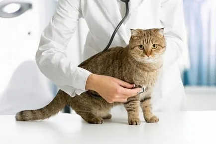 Болести котки как да се определи това, което животното не е здравословно