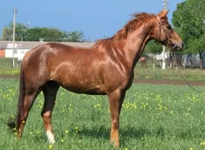 Будьонновск порода коне с кратко описание преглед и екстериорни снимки