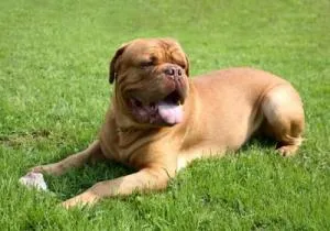 Dogue de Bordeaux 1