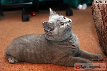 British Shorthair - „cel mai britanic zamurchatelnye, tiskatelnye, ursuleți de pluș, pisici