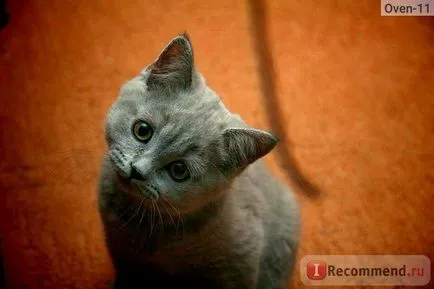 British Shorthair - „cel mai britanic zamurchatelnye, tiskatelnye, ursuleți de pluș, pisici