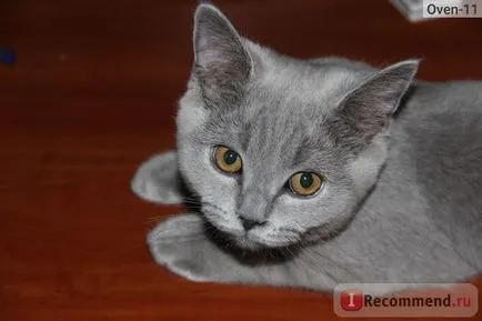 British Shorthair - „cel mai britanic zamurchatelnye, tiskatelnye, ursuleți de pluș, pisici