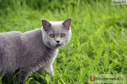 British Shorthair - „cel mai britanic zamurchatelnye, tiskatelnye, ursuleți de pluș, pisici