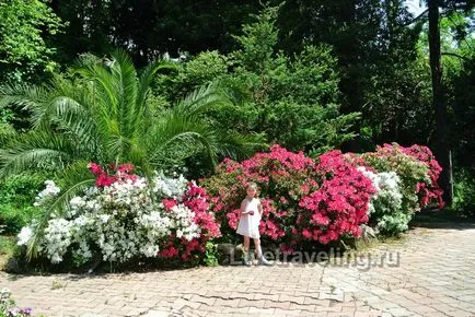 Botanikus kert Batumi - élőben utazás