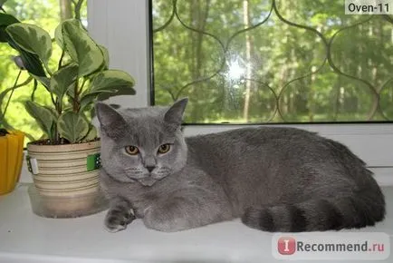 British Shorthair - „cel mai britanic zamurchatelnye, tiskatelnye, ursuleți de pluș, pisici