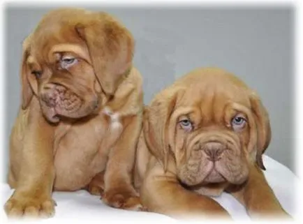 Dogue de Bordeaux - karbantartása és ápolása a fajta fotókkal, kölyök étel