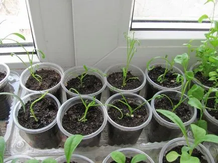 Brahikoma în creștere din semințe atunci când plantate