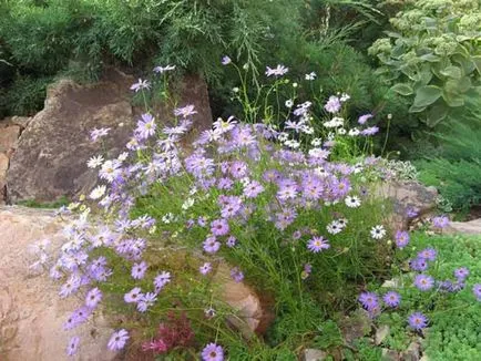 plantarea Brahikoma, în creștere, îngrijirea anuale container