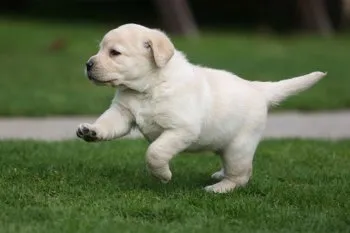 Mi a takarmány egy kölyök Labrador