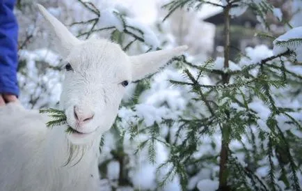 С какво да храним коза през зимата - състав на храната