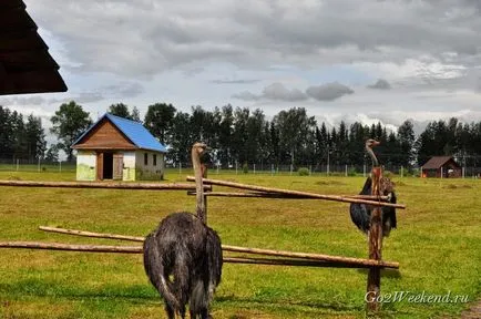 centru de eco-turism 