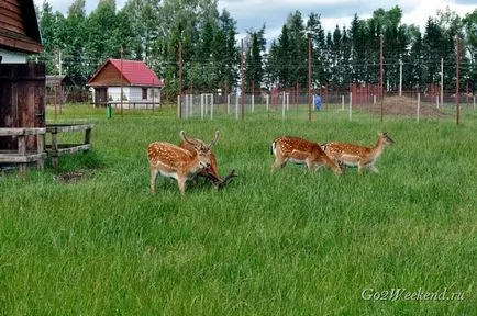 centru de eco-turism 