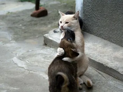 Челябинск котки са толкова тежки