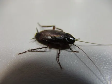 Черните хлебарки в апартамент Как да се отървем