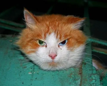 pisicile Chelyabinsk sunt atât de grave
