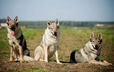 Cehoslovac Wolfdog foto și video, descriere, preț