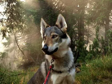 Cehoslovac Wolfdog foto și video, descriere, preț