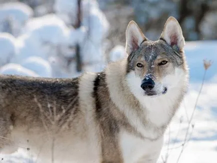 Cehoslovac Wolfdog foto și video, descriere, preț