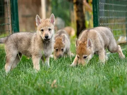 Cehoslovac Wolfdog foto și video, descriere, preț