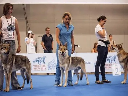 Cehoslovac Wolfdog foto și video, descriere, preț