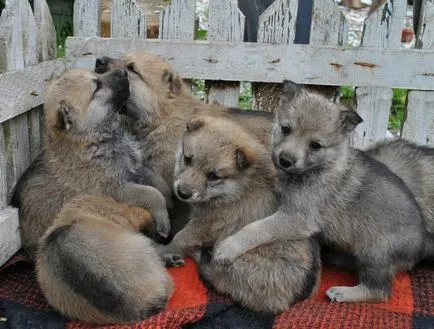 Cehoslovac Wolfdog foto și video, descriere, preț