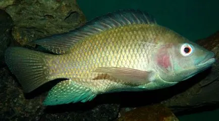 Milyen halak tilápia fotó, ha a szokásos, tengeri vagy folyami külleme