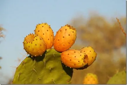 Ce fel de plante este un fruct cactus