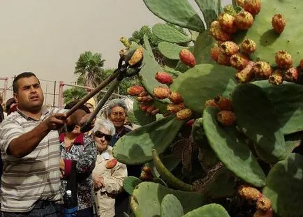 Ce fel de plante este un fruct cactus