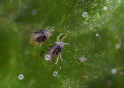 Pânză de păianjen pe castraveți în sere cauze, cum să lupte, foto, video