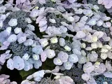 Потайниче цветя - грижа в дома, снимки и потайниче видове Saxifraga растение