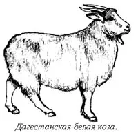 Dagestani бяла коза