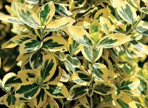 Caracteristici decorative Euonymus de cultivare și întreținere, fotografii varietate