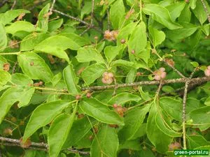 Dekoratív Euonymus jellemzői a termesztés és karbantartás, változatos képek