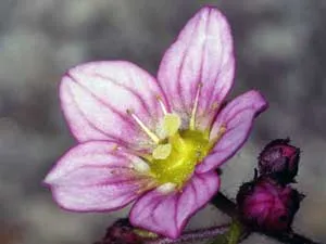 Saxifrage de flori - de îngrijire la domiciliu, fotografii și specii saxifrage Saxifraga houseplant