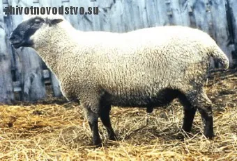 Daghestan oi - agroxxi