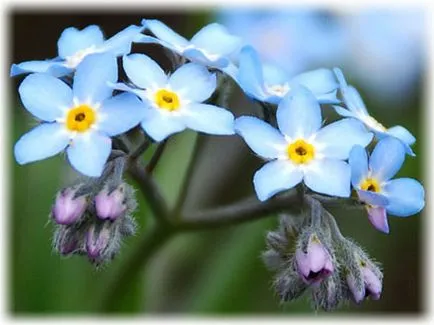 Plante ornamentale cu o pagină de fotografie și titlul